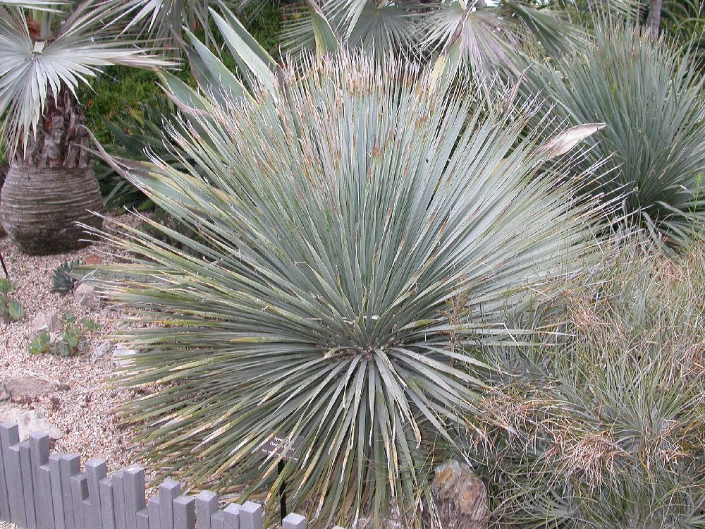 Asparagaceae Dasylirion wheeleri