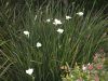 image of Dietes bicolor