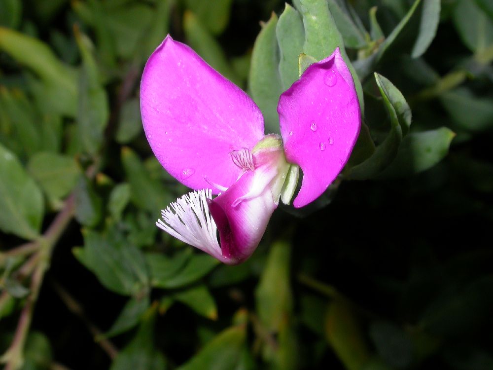 Polygalaceae Polygala dalmaisiana