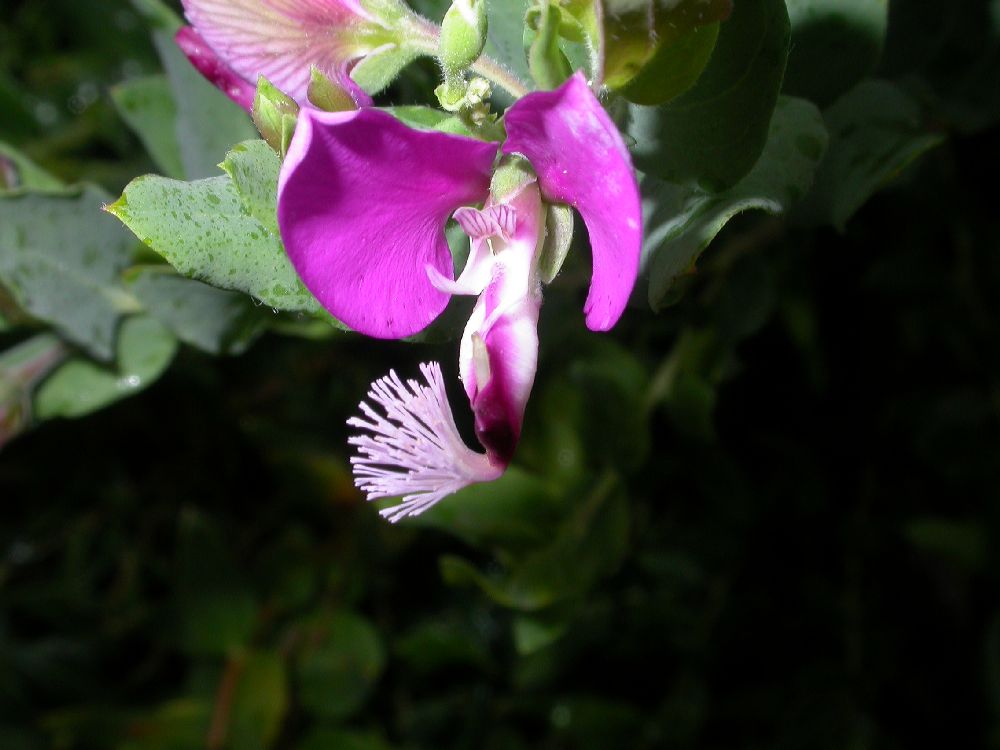 Polygalaceae Polygala dalmaisiana