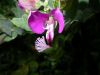 image of Polygala dalmaisiana
