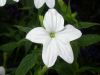 image of Salpiglossis 