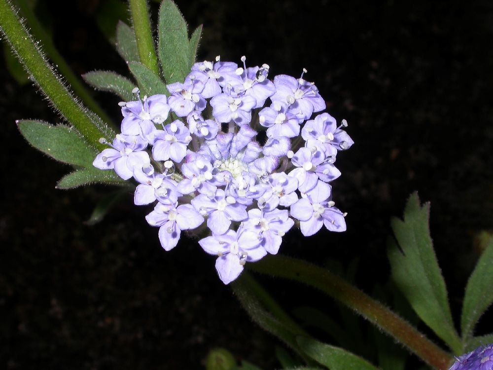 Dipsacaceae Scabiosa 