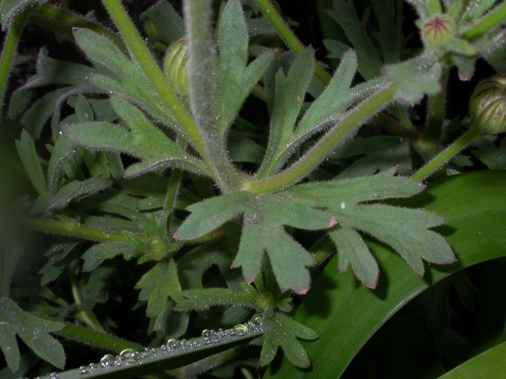 Dipsacaceae  
