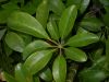 image of Schefflera 