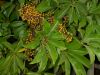 image of Schefflera 