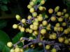 image of Schefflera 