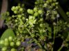 image of Schefflera 