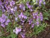 image of Angelonia gardneri