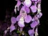 image of Angelonia gardneri
