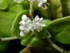 image of Viburnum japonicum