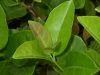 image of Viburnum japonicum