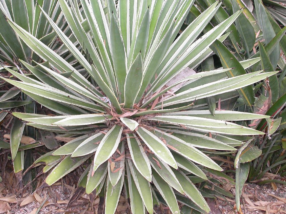 Asparagaceae Agave angustifolia