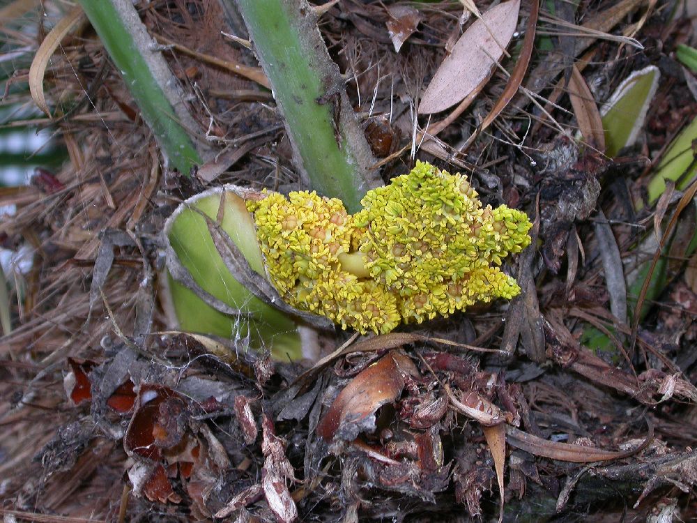 Arecaceae Chamaerops humilis