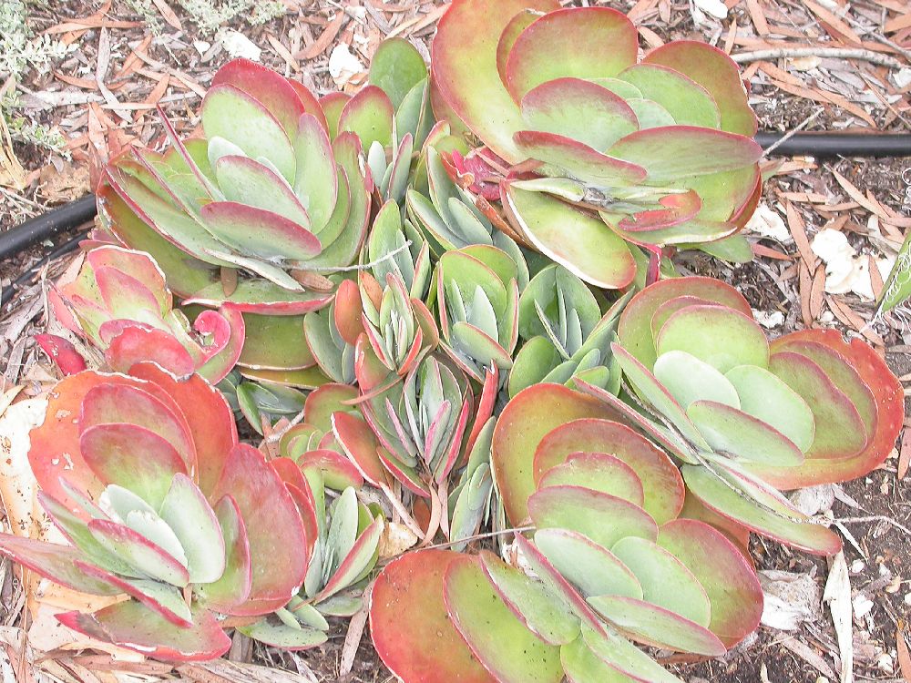 Crassulaceae Cotyledon 