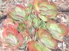 image of Cotyledon 
