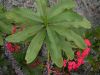 image of Euphorbia 