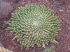 image of Euphorbia 