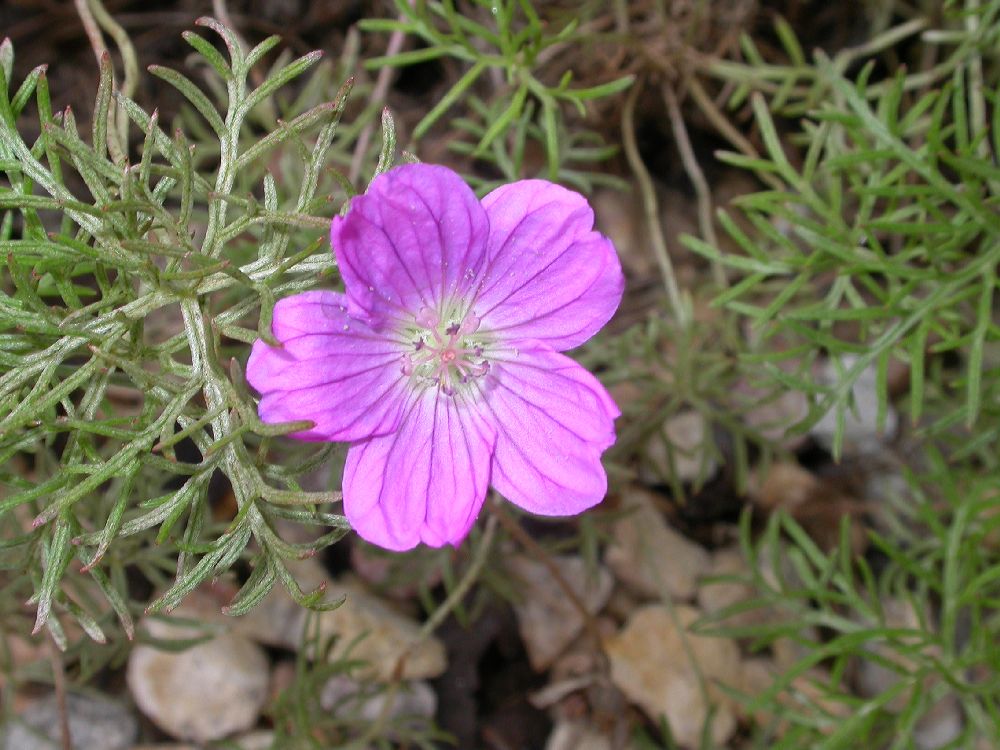 Geraniaceae Geranium incanum