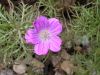 image of Geranium incanum