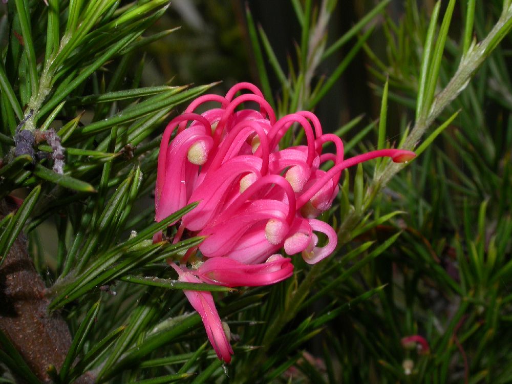 Proteaceae Grevillea 