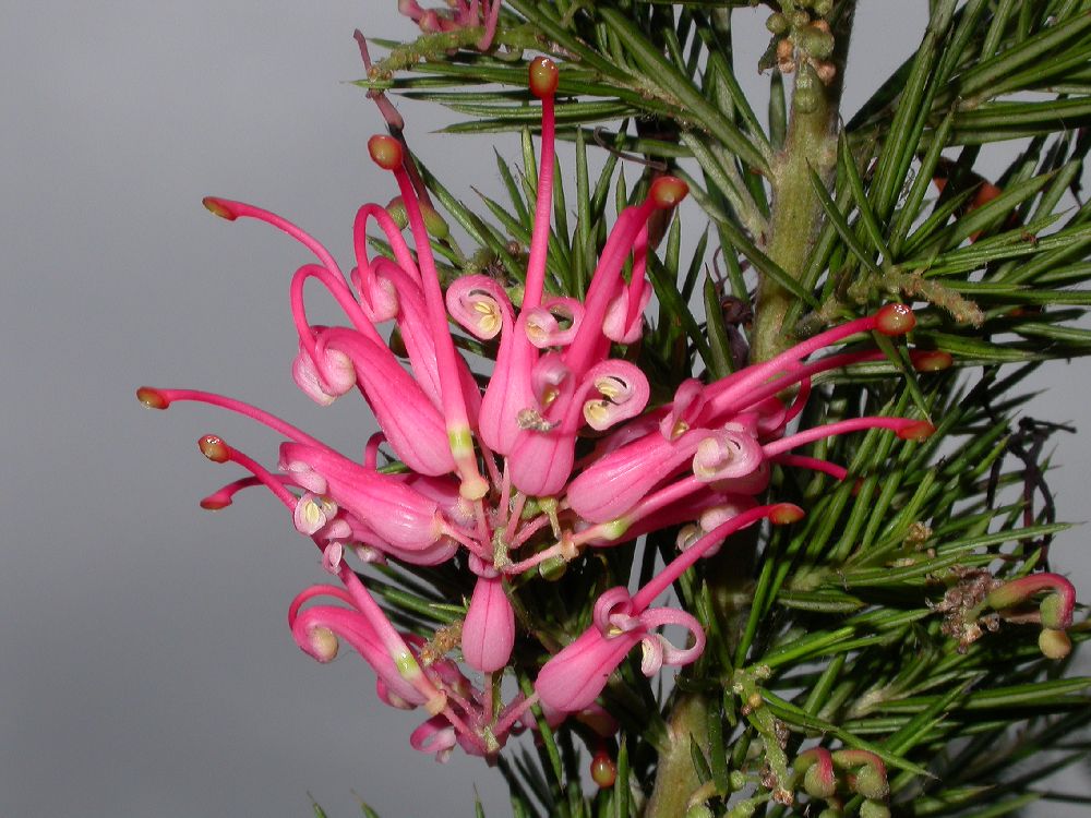 Proteaceae Grevillea 