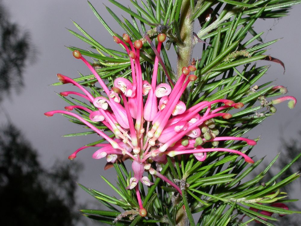 Proteaceae Grevillea 