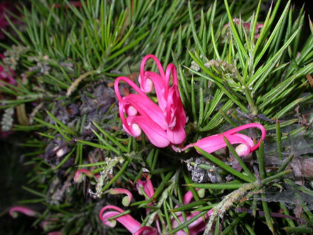 Proteaceae Grevillea 