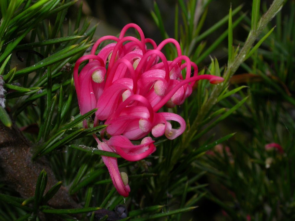 Proteaceae Grevillea 