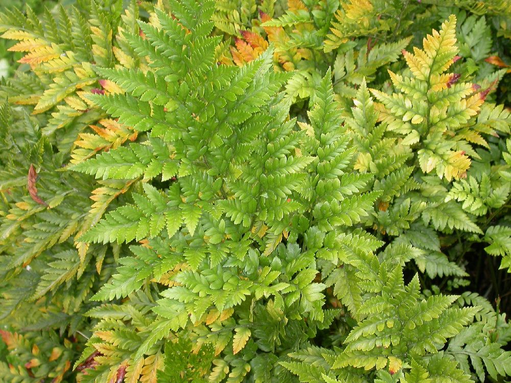 Dryopteridaceae Rumohra adiantiformis