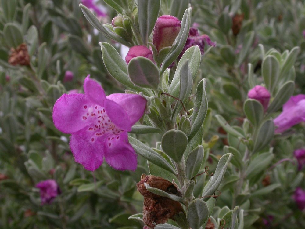 Scrophulariaceae Leucophyllum 