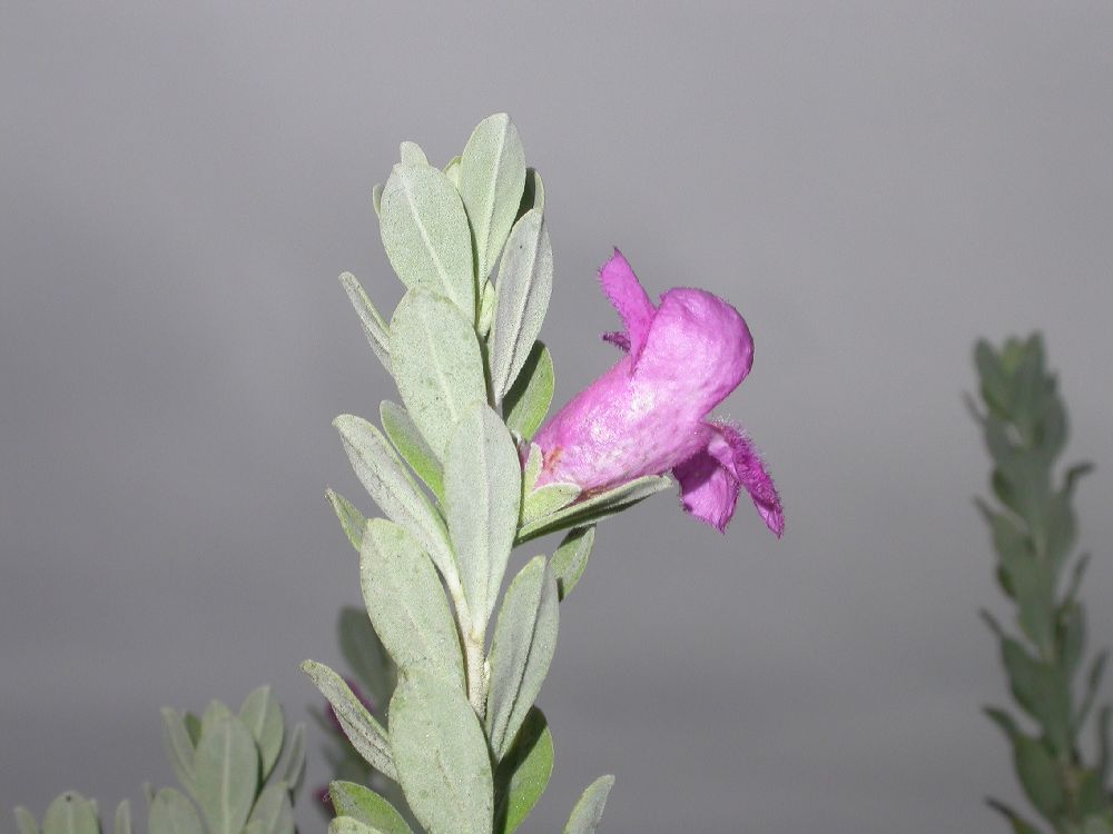 Scrophulariaceae Leucophyllum 