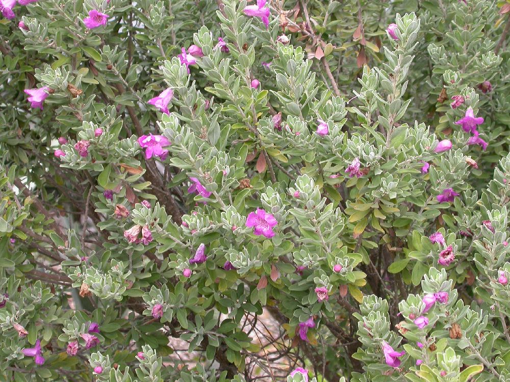 Scrophulariaceae Leucophyllum 