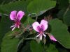 image of Pelargonium 