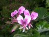 image of Pelargonium 