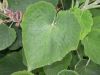 image of Pelargonium 