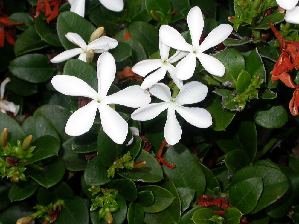 Apocynaceae Carissa 