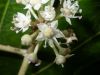 image of Fatsia japonica