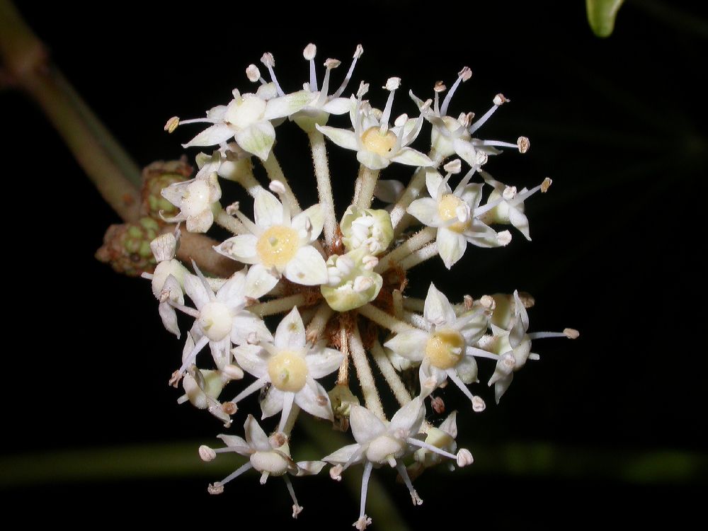 Araliaceae Fatsia japonica