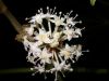 image of Fatsia japonica