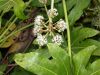 image of Fatsia japonica
