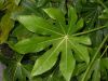 image of Fatsia japonica