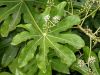 image of Fatsia japonica