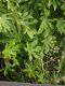 image of Fatsia japonica