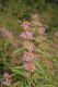 image of Decodon verticillatus