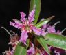 image of Decodon verticillatus