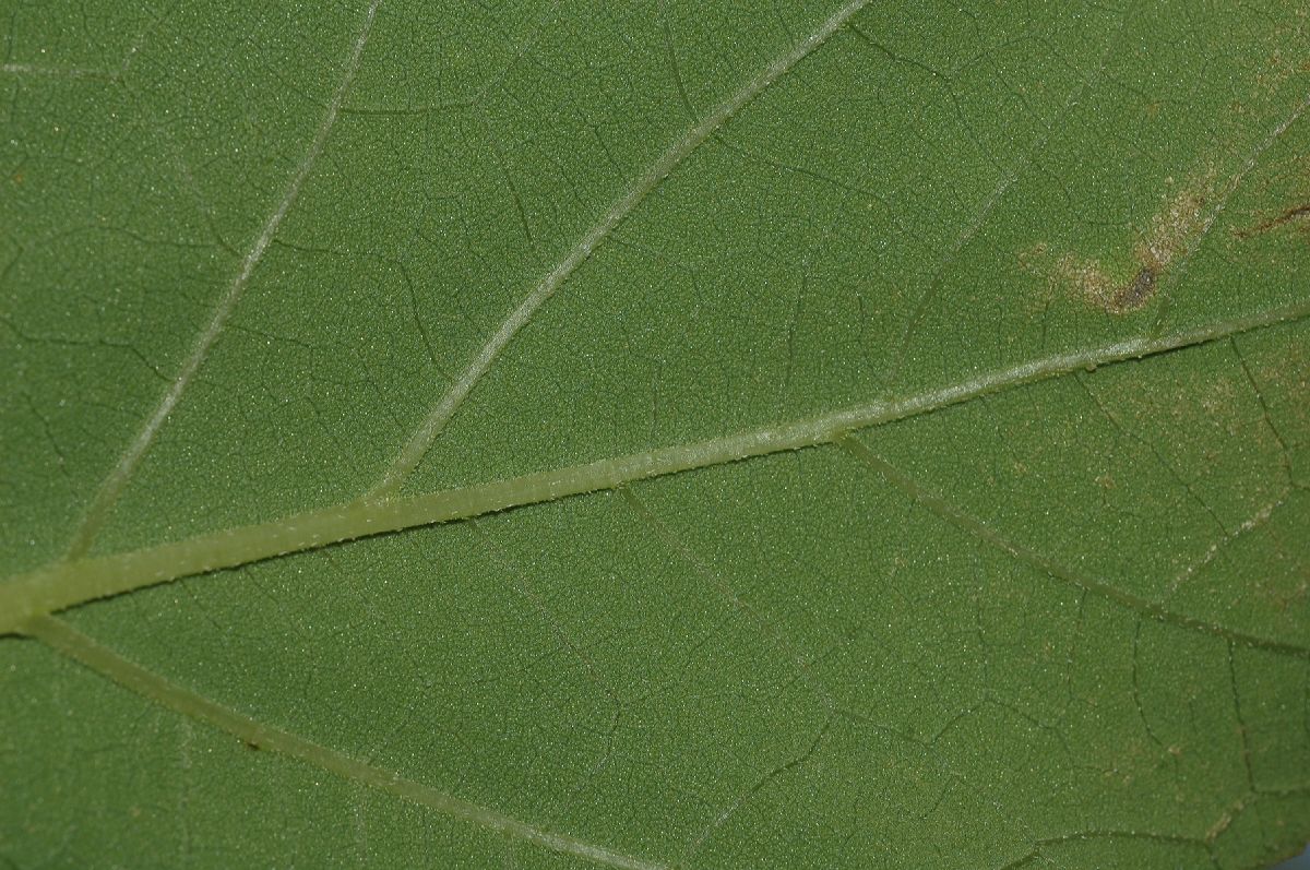 Asteraceae Xanthium strumarium
