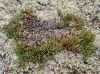 image of Selaginella rupestris