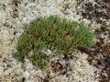 image of Selaginella rupestris
