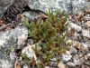 image of Selaginella rupestris